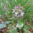 Portraitfoto Stachys arvensis
