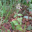 Habitusfoto Stachys arvensis