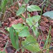 Blätterfoto Stachys arvensis