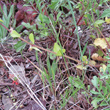 Stängel-/Stammfoto Stachys arvensis