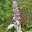 Blütenfoto Stachys byzantina