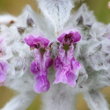 Portraitfoto Stachys byzantina