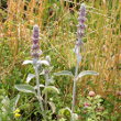 Habitusfoto Stachys byzantina