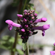 Blütenfoto Stachys officinalis