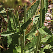 Blätterfoto Stachys officinalis