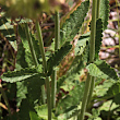 Blätterfoto Stachys officinalis