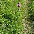 Habitusfoto Stachys officinalis