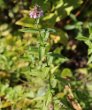 Habitusfoto Stachys palustris