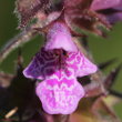 Blütenfoto Stachys palustris