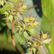 Fruchtfoto Stachys palustris