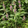 Habitusfoto Stachys palustris