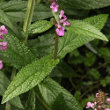 Blätterfoto Stachys palustris