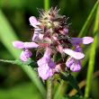 Portraitfoto Stachys palustris
