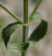 Blätterfoto Stachys recta