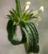 Foto von Besonderheit Stachys recta