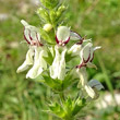 Portraitfoto Stachys recta