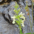 Portraitfoto Stachys recta subsp.grandiflora