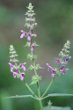 Blütenfoto Stachys sylvatica