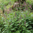 Habitusfoto Stachys sylvatica