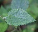 Blätterfoto Stachys sylvatica