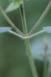 Stängel-/Stammfoto Stachys sylvatica