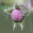 Foto von Besonderheit Stachys sylvatica