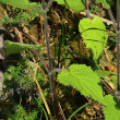 Blätterfoto Stachys sylvatica