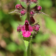 Blütenfoto Stachys sylvatica