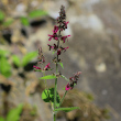 Habitusfoto Stachys sylvatica
