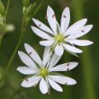 Portraitfoto Stellaria graminea