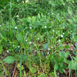 Habitusfoto Stellaria graminea