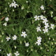 Habitusfoto Stellaria holostea