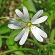 Portraitfoto Stellaria holostea