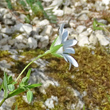 Foto Kelch Stellaria holostea