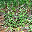 Blätterfoto Stellaria holostea