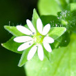 Portraitfoto Stellaria media