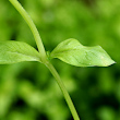 Blätterfoto Stellaria media