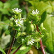 Blütenfoto Stellaria media