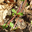 Stängel-/Stammfoto Stellaria media