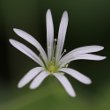 Foto von Besonderheit Stellaria nemorum