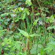 Habitusfoto Stellaria nemorum