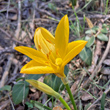 Portraitfoto Sternbergia lutea