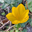 Bl&uuml;tenfoto Sternbergia lutea