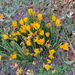Habitusfoto Sternbergia lutea
