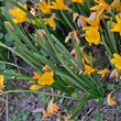 Bl&auml;tterfoto Sternbergia lutea