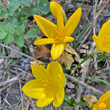 Foto von Besonderheit Sternbergia lutea