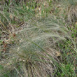 Foto von Besonderheit Stipa pennata