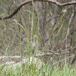 Habitusfoto Stipa pennata