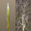 Fruchtfoto Stipa pennata