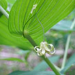 Portraitfoto Streptopus amplexifolius